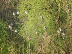 Patagioenas picazuro