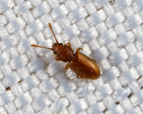 Foreign grain beetle photo 5