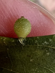 Caryomyia viscidolium