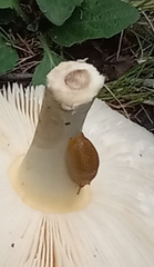 Mesarion