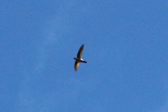 Aerodramus terraereginae