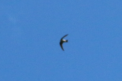 Aerodramus terraereginae