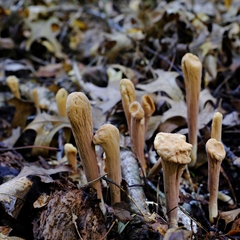 Clavariadelphus americanus