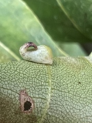 Caryomyia recurvata