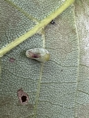 Caryomyia recurvata