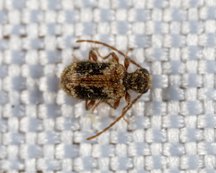 Ptinus