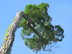 Aspidosperma polyneuron