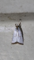 Argyria gonogramma