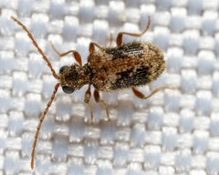 Ptinus