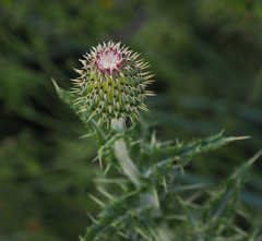 Cirsium ochrocentrum
