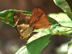 Argynnis sagana