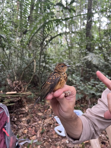 iNaturalist image