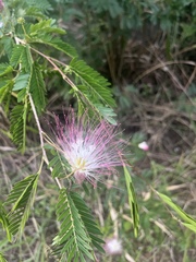 Calliandra