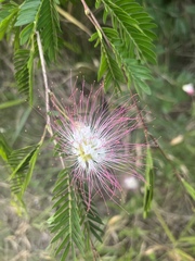 Calliandra
