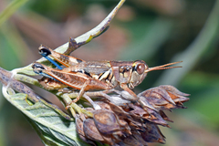 Melanoplus lakinus