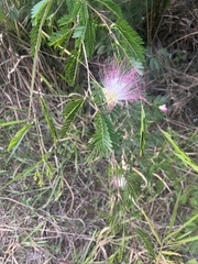 Calliandra