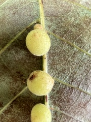 Caryomyia persicoides