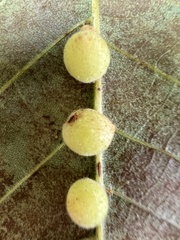 Caryomyia persicoides