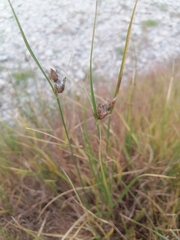 Bolboschoenus maritimus