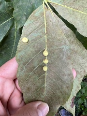 Caryomyia persicoides