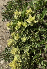 Castilleja occidentalis