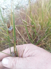 Bolboschoenus maritimus