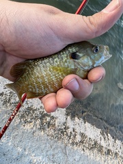 Lepomis macrochirus × cyanellus