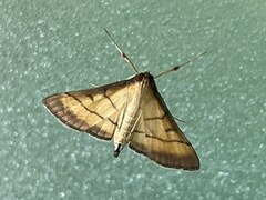 Cnaphalocrocis medinalis