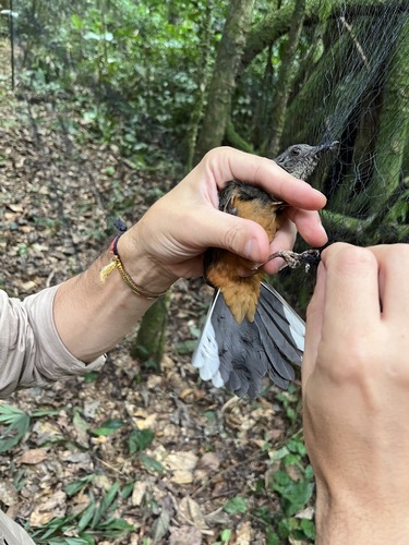 iNaturalist image