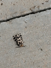 Apantesis incorrupta