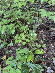Veratrum parviflorum