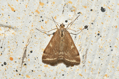 Loxostege cereralis