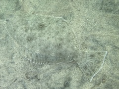 Paralichthys californicus