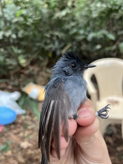 Elminia nigromitrata