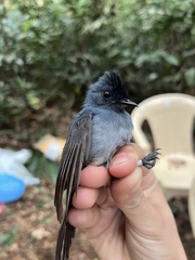 Elminia nigromitrata