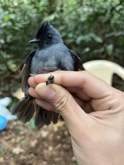 Elminia nigromitrata