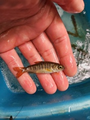 Oncorhynchus kisutch