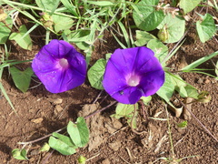 Ipomoea laeta
