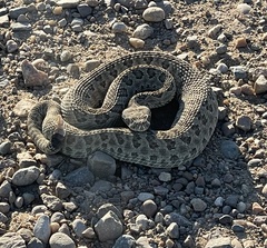Crotalus viridis
