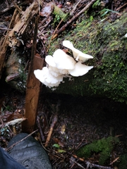 Pleurocybella porrigens