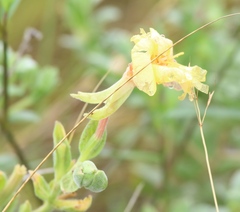 Oenothera drummondii