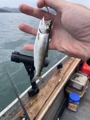 Oncorhynchus tshawytscha