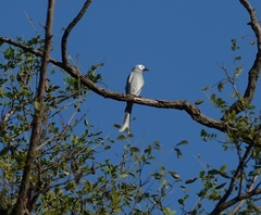 Dicrurus leucophaeus