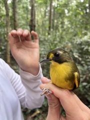 Bleda notatus