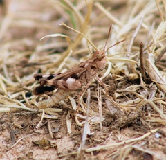 Encoptolophus costalis