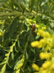 Microrhopala vittata