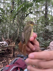 Phyllastrephus xavieri