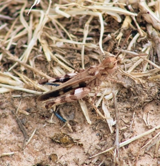 Encoptolophus costalis