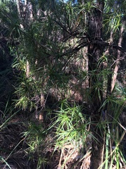 Dracophyllum sinclairii