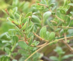 Oenothera drummondii